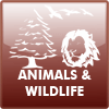 animals_and_wildlife.png