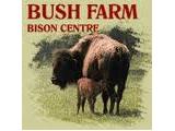 Bush Farm Bison Centre - West Knoyle