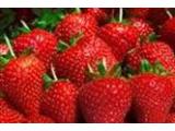 Charleton Fruit Farm - Montrose