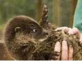 Otter Trust’s North Pennines Reserve