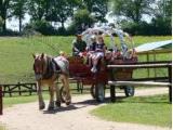 Dorset Heavy Horse Farm Rescue Centre - Verwood