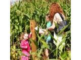 Lacey Green Maize Maze - Princes Risborough