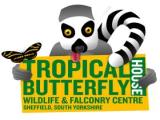 Tropical Butterfly House, Wildlife & Falconry - North Anston