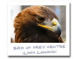 Loch Lomond Bird Of Prey Centre