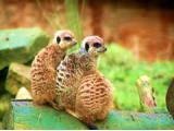 Thorp Perrow Gardens - Falcons & Meerkats
