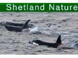 Shetland Nature Cruises